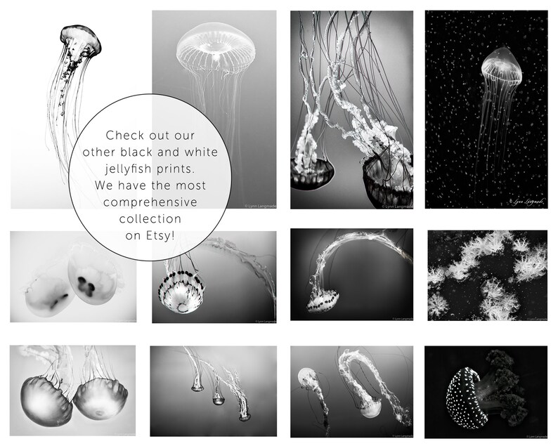 Black and White Photography jellyfish photograph, black and white jellyfish swimming, home decor, jellyfish wall prints Suspended image 4