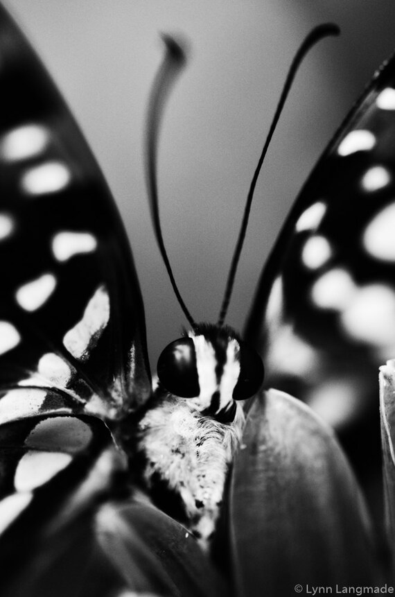 Black And White Butterfly Spotted Butterfly Nature Art 16x24 Etsy