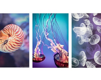 Jellyfish Photo Set - Set of 3 photographs, blue and purple photo set, sea life, beach photography, nautilus, jellyfish wall art, home decor