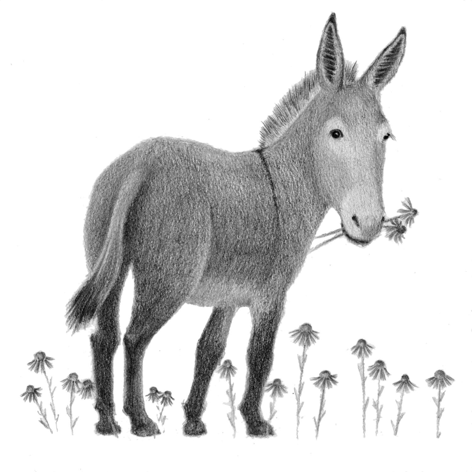 Donkey Art Donkey Print Donkey Illustration 5x5 Print Etsy