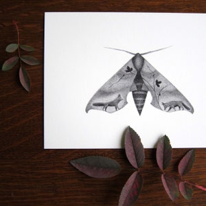 Sphinx Moth with Foxes - 5x7 print