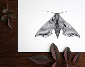 Sphinx Moth with Foxes - 5x7 print