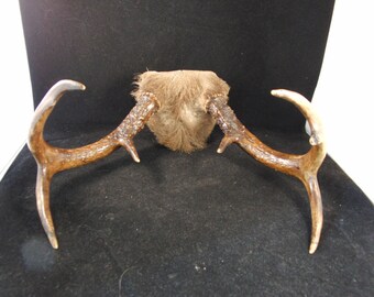 Vintage mounted horns taxidermy