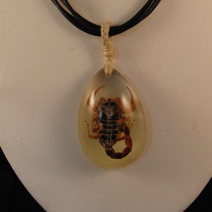 May include: A brown scorpion preserved in clear resin, suspended from a black cord necklace with a beige knot.