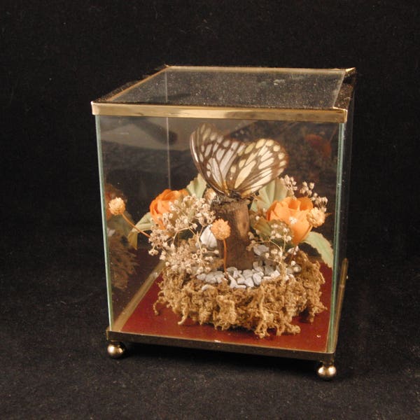 Vintage two butterflies  taxidermy