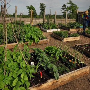 Gardening 30 Books CD Planting Manual Organic Horticulture Plants Growing Veggie