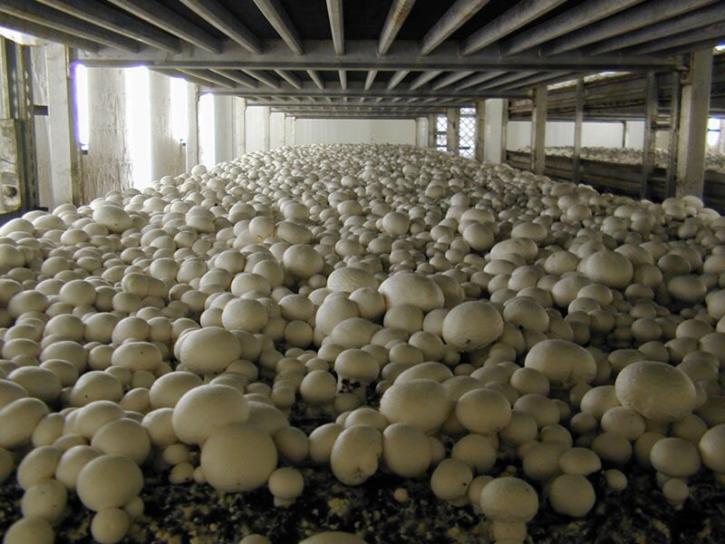 Home Culture Fungi DIY Breed kräuterseitling 2 x mushroom cultivation finished culture 