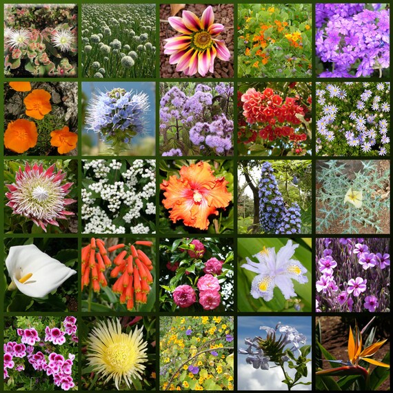 Flowers Growing 30 Books CD Floriculture Garden Potpourri | Etsy
