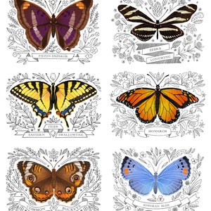 Carte de voeux papillon monarque - Papeterie papillon image 7