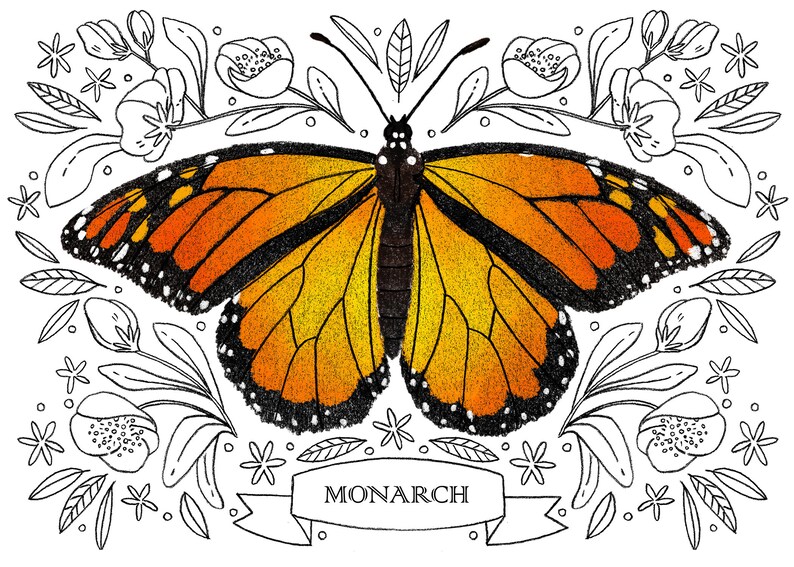 Carte de voeux papillon monarque - Papeterie papillon image 6