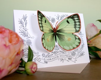 Carte de voeux papillon - soufre du Labrador - carte vierge 3D, carte pour toutes les occasions, carte de remerciement, papeterie
