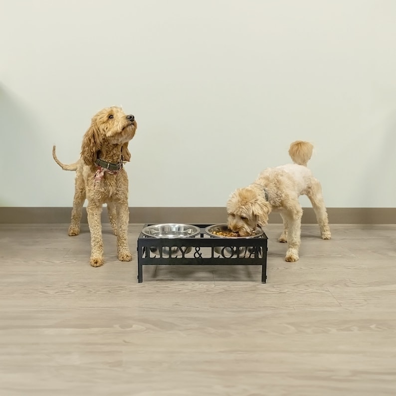 May include: Two dogs, one brown and one cream colored, eating from stainless steel bowls on a black metal stand. The stand has the words "Lily & Lola" engraved on it.