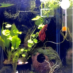 May include: A red betta fish swims in a planted aquarium with a coconut shell hide, green plants, and a thermometer.