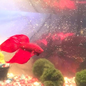 May include: A vibrant red betta fish with flowing fins swims in a clear aquarium. The fish is surrounded by green plants and small, colorful pebbles.