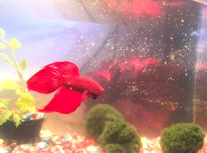 May include: A vibrant red betta fish with flowing fins swims in a clear aquarium. The fish is surrounded by green plants and small, colorful pebbles.
