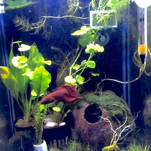 May include: A red betta fish swims in a planted aquarium with a coconut shell, green plants, and a filter.
