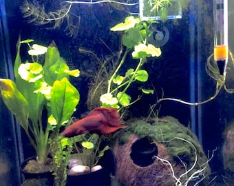 Coconut cave, Animals hiding place, Shrimp cave, Betta cave, Pleco cave, Aquarium Decorations, birthday gift, Gifts, Valentine gift.