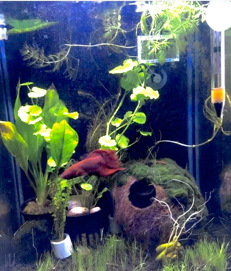 May include: A red betta fish swims in a planted aquarium with a coconut shell, green plants, and a filter.