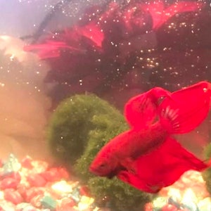 May include: A red betta fish swimming in a fish tank with green moss balls and red gravel. The fish has long, flowing fins.