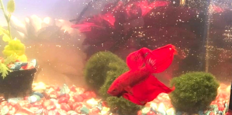 May include: A red betta fish swimming in a fish tank with green moss balls and red gravel. The fish has long, flowing fins.