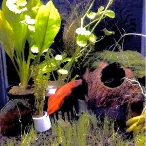 May include: A red betta fish swimming in a planted aquarium with a coconut shell and green plants.