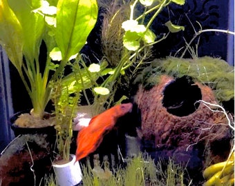 Coconut cave, Animals hiding place, Shrimp cave, Betta cave, Pleco cave, Aquarium Decorations, birthday gift, Gifts, Valentine gift.
