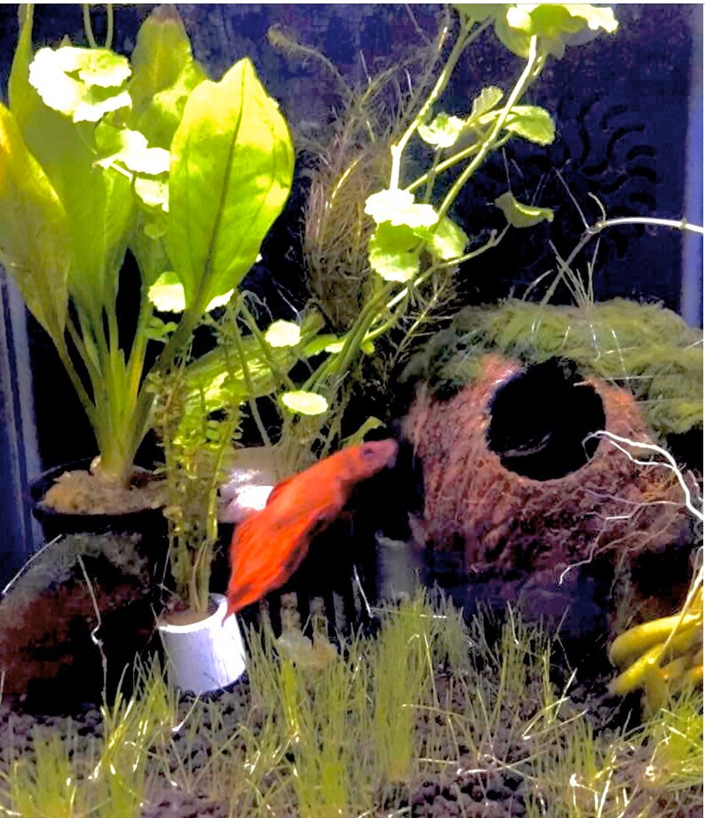 May include: A red betta fish swimming in a planted aquarium with a coconut shell and green plants.