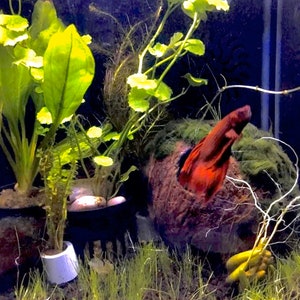 May include: A red betta fish swimming in a planted aquarium with green plants and a coconut shell. The fish is in the coconut shell, with its tail sticking out.