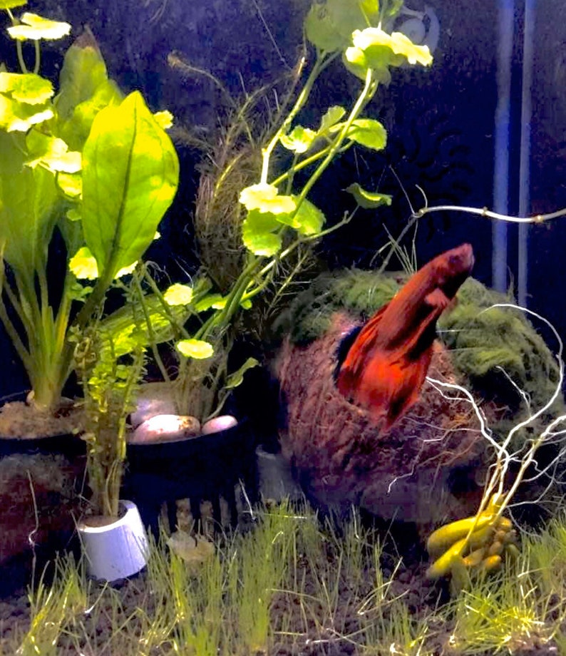 May include: A red betta fish swimming in a planted aquarium with green plants and a coconut shell. The fish is in the coconut shell, with its tail sticking out.