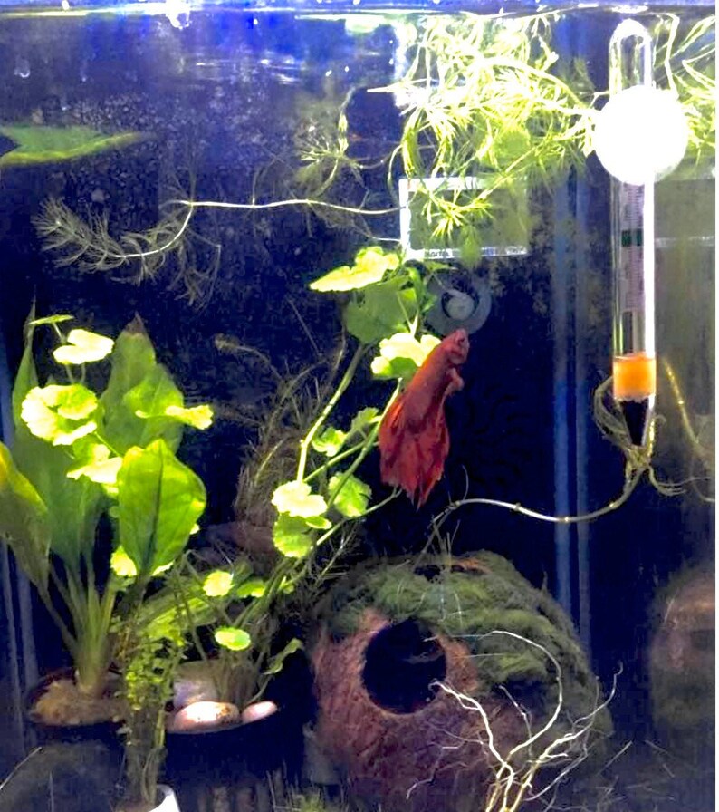 May include: A red betta fish swims in a planted aquarium with a coconut shell hide, green plants, and a thermometer.