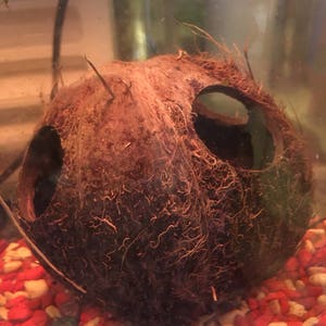 May include: A brown coconut shell with two holes cut out, submerged in a fish tank with red and white gravel.