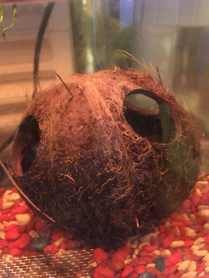 May include: A brown coconut shell with two holes cut out, submerged in a fish tank with red and white gravel.