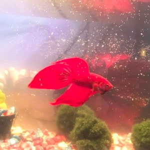 May include: A vibrant red betta fish with flowing fins swims in a clear aquarium tank. The tank is decorated with green plants and colorful gravel.