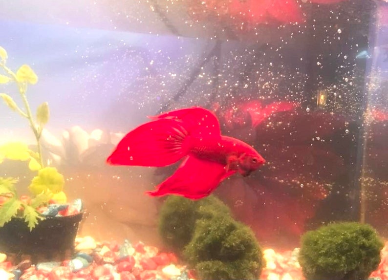 May include: A vibrant red betta fish with flowing fins swims in a clear aquarium tank. The tank is decorated with green plants and colorful gravel.