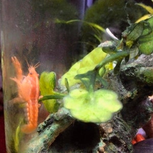 May include: A small orange crayfish in a glass tank with green plants and rocks. The crayfish is swimming near the bottom of the tank.