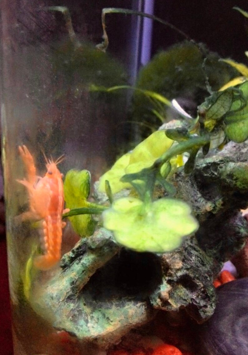 May include: A small orange crayfish in a glass tank with green plants and rocks. The crayfish is swimming near the bottom of the tank.