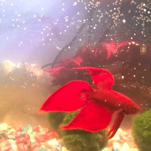 May include: A red betta fish swims in a fish tank with green plants and colorful gravel.