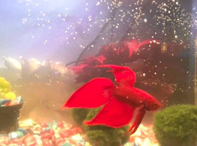 May include: A red betta fish swims in a fish tank with green plants and colorful gravel.
