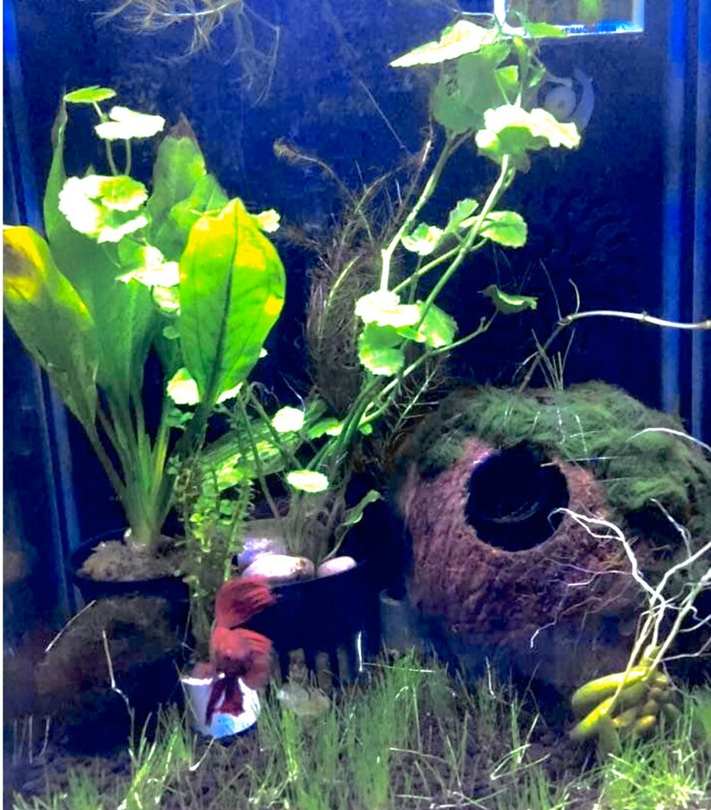 Aquarium Coconut CaveAquarium Etsy