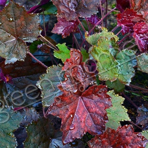Coral Bell Dew