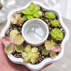 Peut inclure: Un pot de fleurs blanc tacheté en forme de fleur contenant plusieurs petites plantes succulentes et un réservoir d'eau circulaire central. Le pot est rempli de terreau sombre et présente diverses succulentes vertes et rosées.