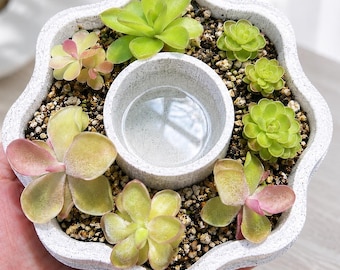 Maceta con sistema de autorriego para Pinguicula / Maceta con forma de flor para plantas carnívoras - SOLO LA MACETA