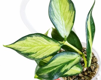 Hoya Polyneura Inner Variegated (Rara variedad) / Esquejes frescos / Planta tropical de interior viva / Hoya de colección / Planta de interior