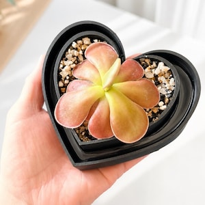 May include: A succulent plant with rounded, reddish-pink leaves arranged in a rosette pattern, planted in a black, heart-shaped container filled with small, light-colored gravel and soil. The plant is centered within the black heart-shaped pot.