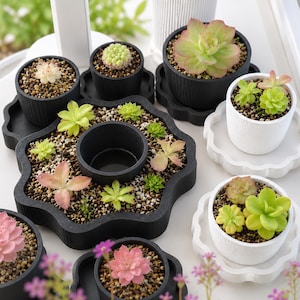 Self Watering Pinguicula Planter | Flower Shaped Carnivorous Plant Pot