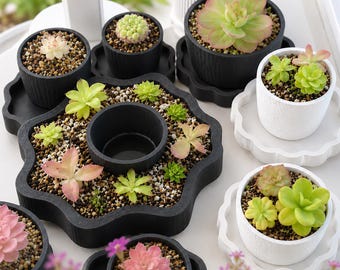 Maceta con sistema de autorriego para Pinguicula (solo la maceta) / Maceta con forma de flor para plantas carnívoras