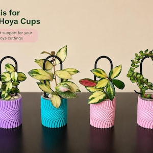 May include: Four small Hoya plants in 2oz cups with black U-shaped trellises. The cups feature a textured, wavy pattern in purple, blue, and pink. Text on the image reads: Trellis for 2oz Hoya Cups. Perfect support for your Hoya cuttings.