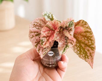 Begonia variegada Snow Capped, una especie rara / Elige tu planta / Begonia variegada rosa / Planta de interior de colección