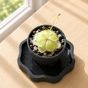Puede incluir: Una pequeña planta suculenta de color verde claro con hojas redondeadas y un tallo fino rematado por un diminuto capullo morado, plantada en un recipiente negro texturizado sobre una bandeja circular negra de borde festoneado con tierra y piedras.