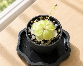 Mai Bloom™ Mini Self Watering Ping Planter | 2” Pinguicula Pot | Butterwort Planter | 3D Printed Indoor Plant Pot | Modern Planter